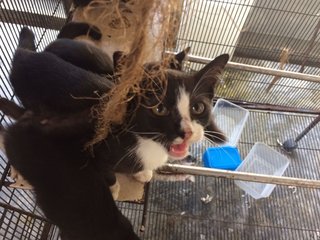 Black &amp; White Kittens - Domestic Short Hair Cat