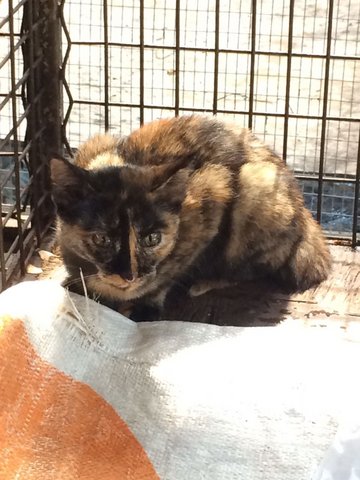 Callyco - Tortoiseshell Cat