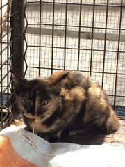 Callyco - Tortoiseshell Cat