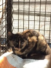 Callyco - Tortoiseshell Cat