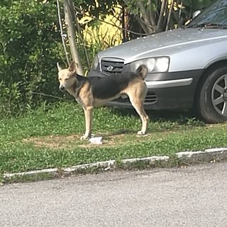 Possibly Abandoned - Mixed Breed Dog