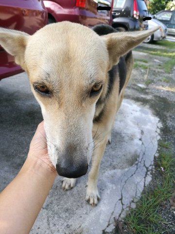 Possibly Abandoned - Mixed Breed Dog