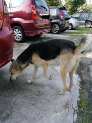 Possibly Abandoned - Mixed Breed Dog