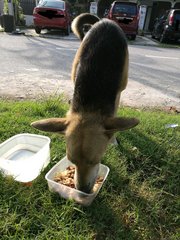 Possibly Abandoned - Mixed Breed Dog