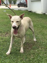 Winter - Mixed Breed Dog