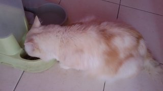 Tommy - Domestic Long Hair + Bobtail Cat