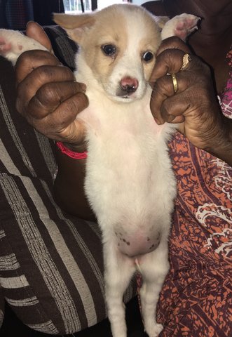 2 Female Puppies  - Mixed Breed Dog