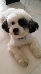 Gigi - Shih Tzu + Schnauzer Dog