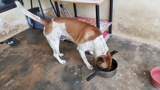 Fei Chai - Mixed Breed Dog