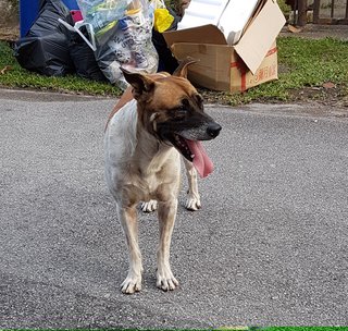 Fei Chai - Mixed Breed Dog