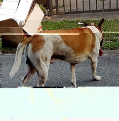 Fei Chai - Mixed Breed Dog