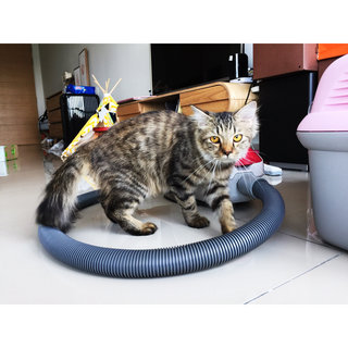 Boozo  - Maine Coon + Domestic Medium Hair Cat