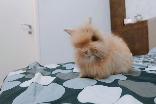 Choco, Bông And Còi - Lop Eared + Angora Rabbit Rabbit