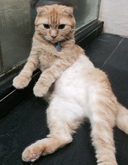 Monty - Scottish Fold Cat