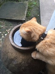 Monty - Scottish Fold Cat