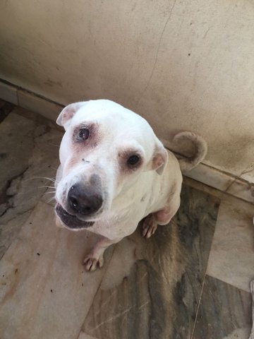 Whitey - Mixed Breed Dog