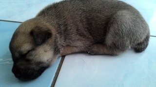 Puppies  - Mixed Breed Dog