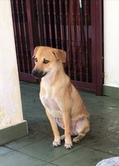 Brownie - Mixed Breed Dog