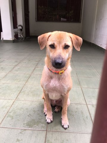 Brownie - Mixed Breed Dog