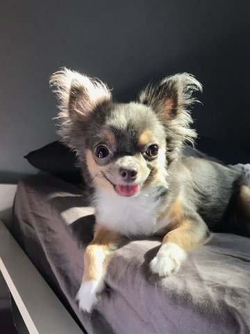 Poppy - Chihuahua Dog