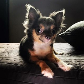 Poppy - Chihuahua Dog