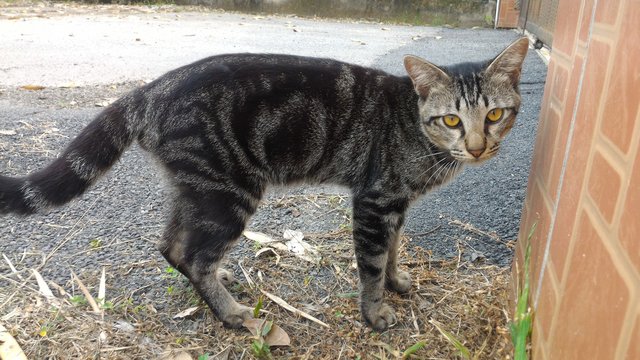 Rossi - Domestic Short Hair Cat