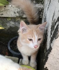 Tolly &amp; Joy  - Domestic Medium Hair Cat