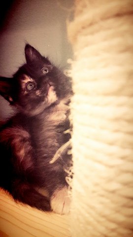 Patches - Tortoiseshell Cat