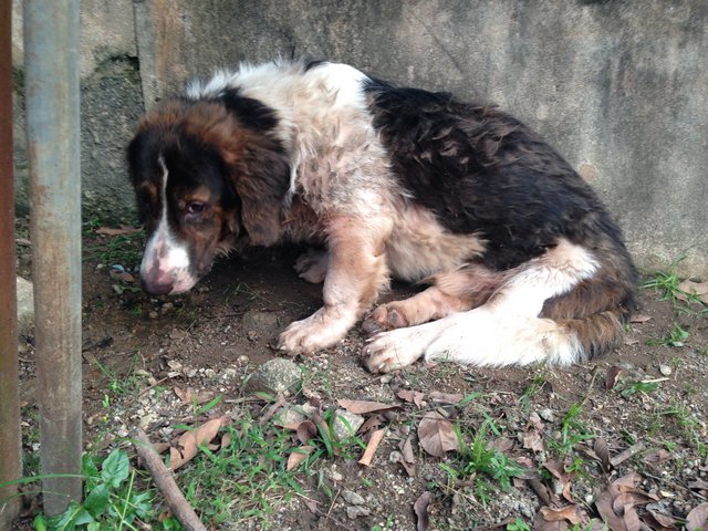 Bobby (Found/abandoned) - Mixed Breed Dog