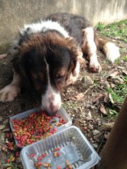 Bobby (Found/abandoned) - Mixed Breed Dog