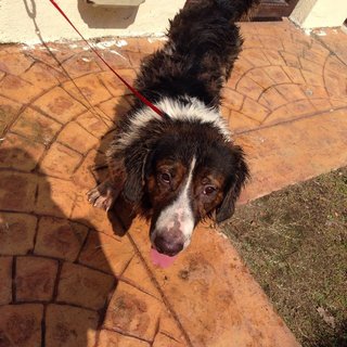 After shower - but he needed shaving due to mud and matted fur