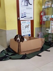 Curious at the vet... 