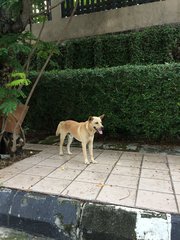 Who's Dog Is This? Found In Tmn Yarl/oug - Mixed Breed Dog