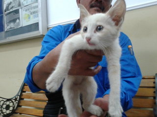 pretty creamy white kitten