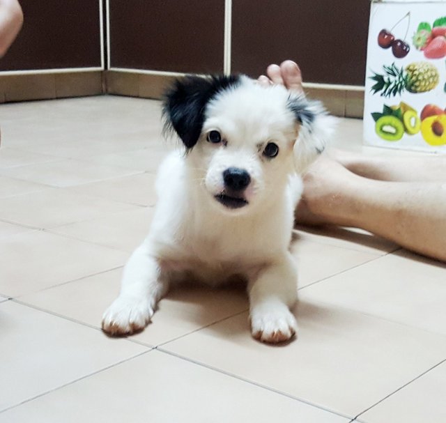 Moo Moo - Shih Tzu + Poodle Dog