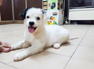 Moo Moo - Shih Tzu + Poodle Dog