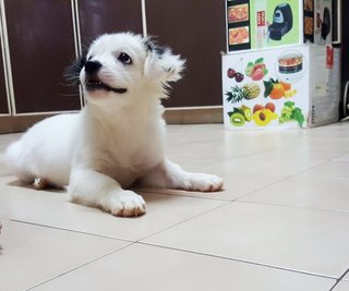 Moo Moo - Shih Tzu + Poodle Dog