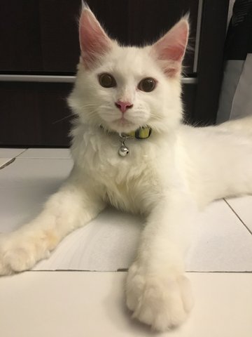 Arno - Maine Coon + Birman Cat