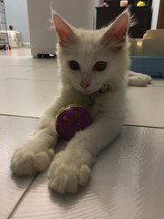 Arno - Maine Coon + Birman Cat