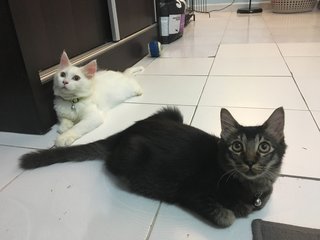 Arno - Maine Coon + Birman Cat