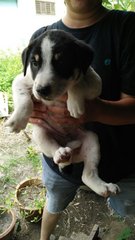 Cute Panda (Female) - Mixed Breed Dog