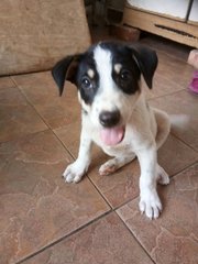 Cute Panda (Female) - Mixed Breed Dog