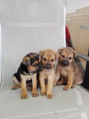 Happy Puppies - Mixed Breed Dog