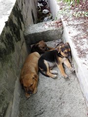 Happy Puppies - Mixed Breed Dog