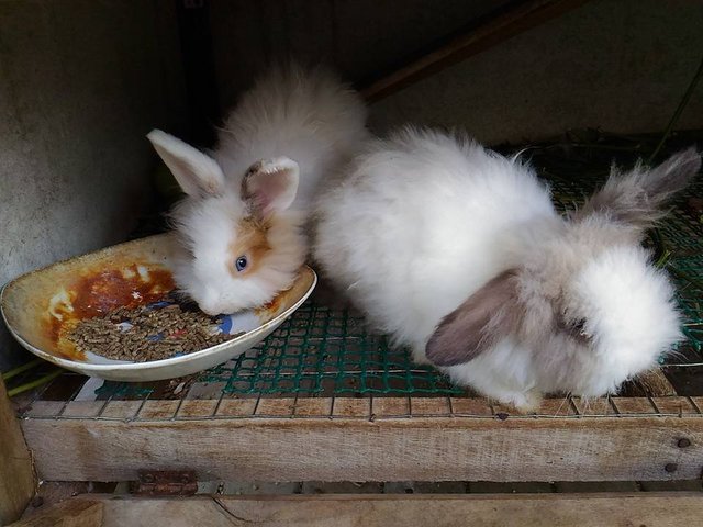 Chipmunks &amp; Ah Pang - Angora Rabbit Rabbit