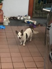 Cutie - Corgi Dog