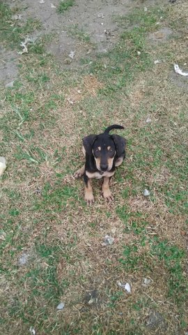 Athena - Doberman Pinscher Mix Dog