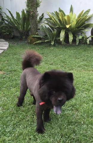 Pepper - Chow Chow Dog