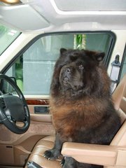 Pepper - Chow Chow Dog