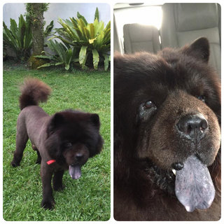 Pepper - Chow Chow Dog